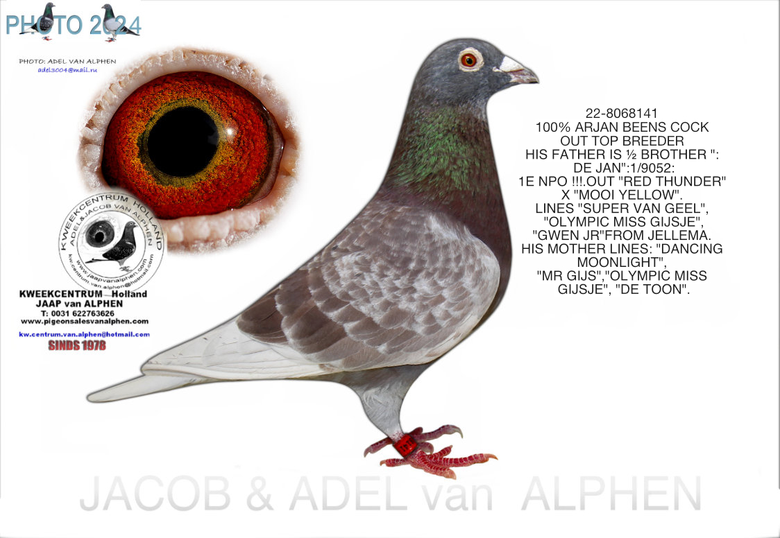 22-8068141 100% ARJAN BEENS COCK OUT TOP BREEDER